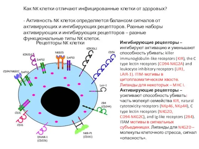 Рецепторы NK клетки Как NK клетки отличают инфицированные клетки от здоровых?