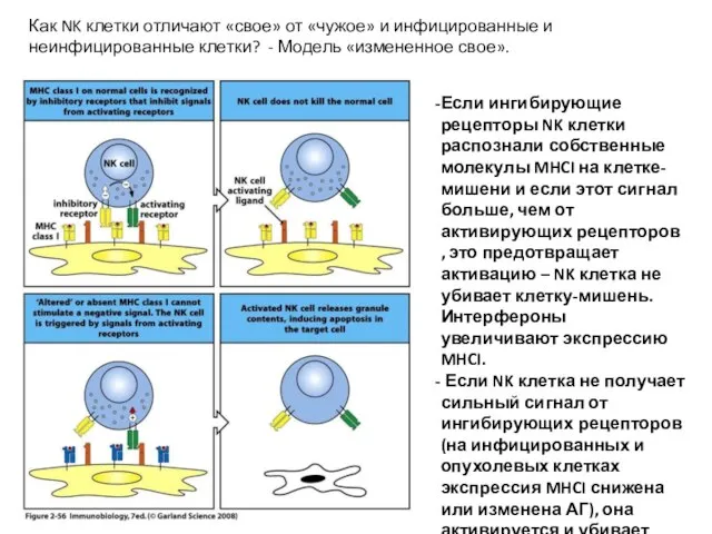 Как NK клетки отличают «свое» от «чужое» и инфицированные и неинфицированные