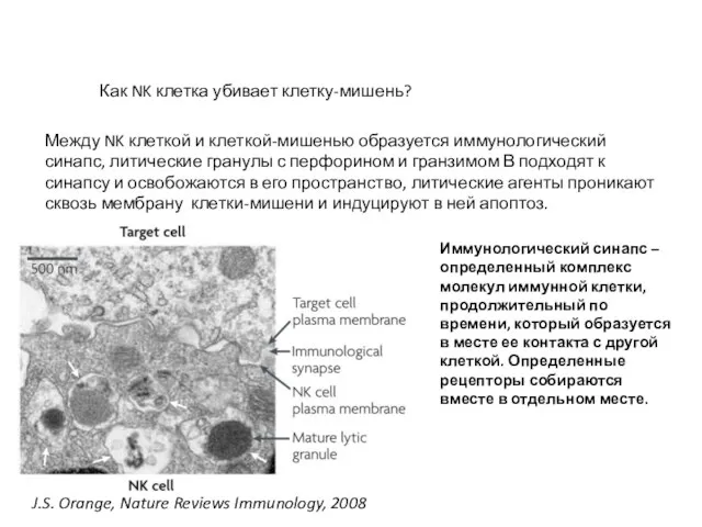 J.S. Orange, Nature Reviews Immunology, 2008 Между NK клеткой и клеткой-мишенью