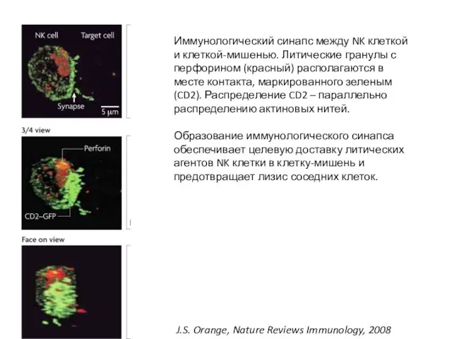 J.S. Orange, Nature Reviews Immunology, 2008 Иммунологический синапс между NK клеткой