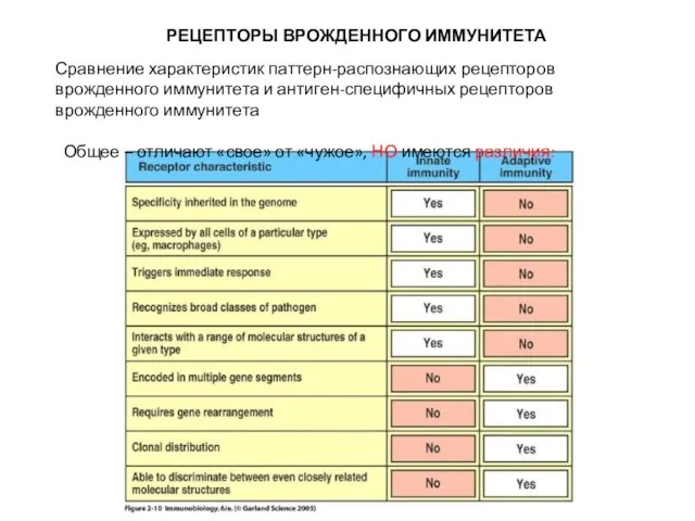 РЕЦЕПТОРЫ ВРОЖДЕННОГО ИММУНИТЕТА Сравнение характеристик паттерн-распознающих рецепторов врожденного иммунитета и антиген-специфичных