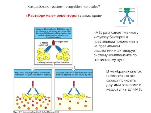 Как работают pattern-recognition molecules? «Растворимые» рецепторы плазмы крови - MBL распознает