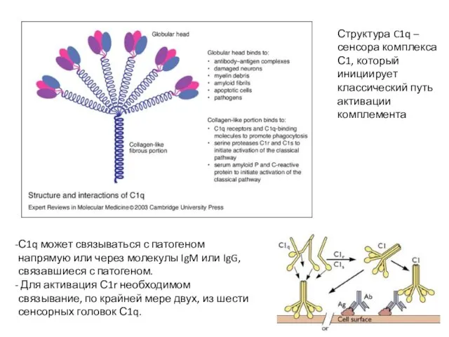 С1q может связываться с патогеном напрямую или через молекулы IgM или