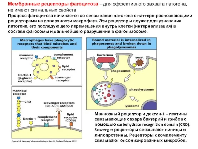 Мембранные рецепторы фагоцитоза – для эффективного захвата патогена, не имеют сигнальных