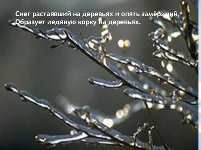 Снег растаявший на деревьях и опять замёрзший, Образует ледяную корку на деревьях.