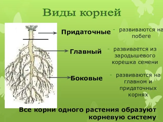 Главный - развивается из зародышевого корешка семени Боковые - развиваются на