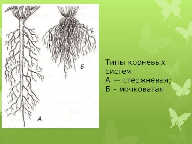 Типы корневых систем: А — стержневая; Б - мочковатая