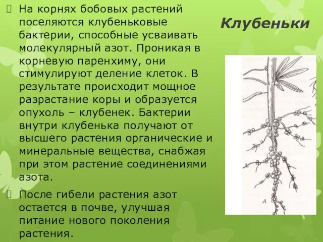 Клубеньки На корнях бобовых растений поселяются клубеньковые бактерии, способные усваивать молекулярный