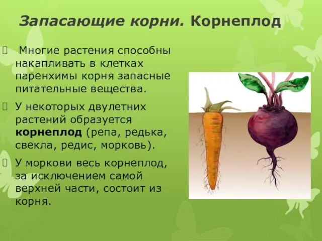 Запасающие корни. Корнеплод Многие растения способны накапливать в клетках паренхимы корня
