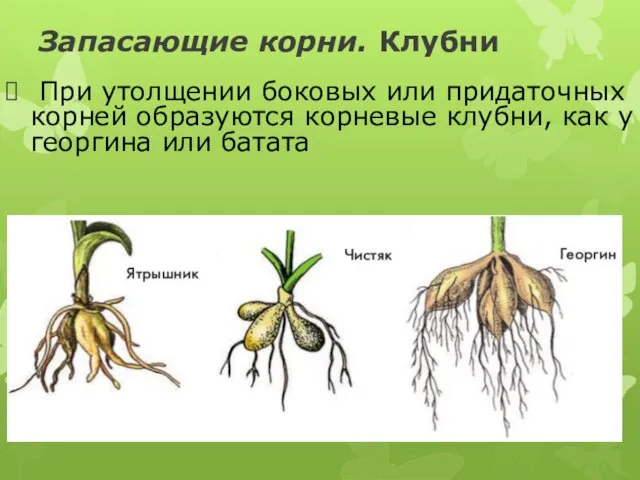 Запасающие корни. Клубни При утолщении боковых или придаточных корней образуются корневые