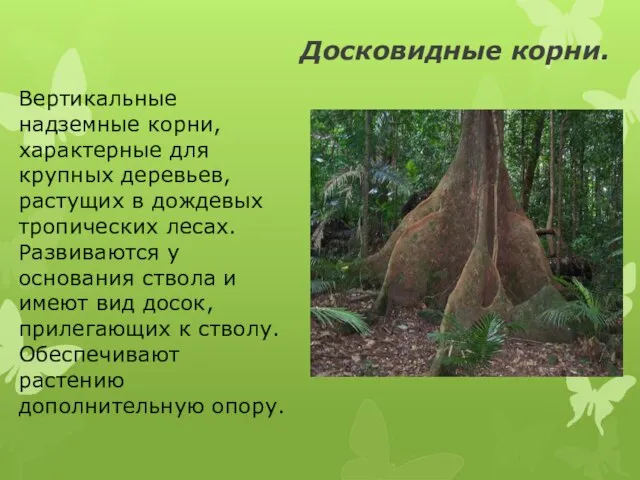 Досковидные корни. Вертикальные надземные корни, характерные для крупных деревьев, растущих в