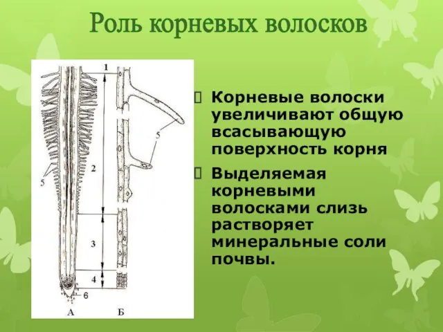 Корневые волоски увеличивают общую всасывающую поверхность корня Выделяемая корневыми волосками слизь