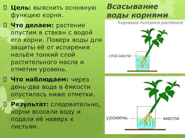 Всасывание воды корнями Цель: выяснить основную функцию корня. Что делаем: растение