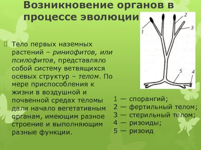 Возникновение органов в процессе эволюции Тело первых наземных растений – риниофитов,