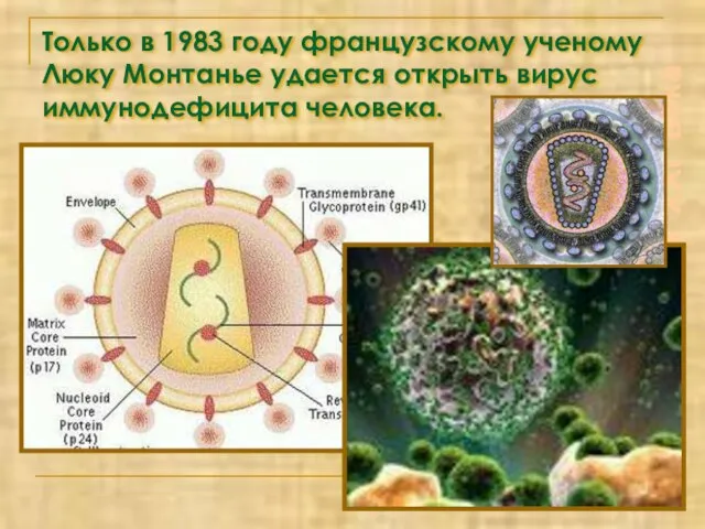 СПИД – чума XXI века Только в 1983 году французскому ученому