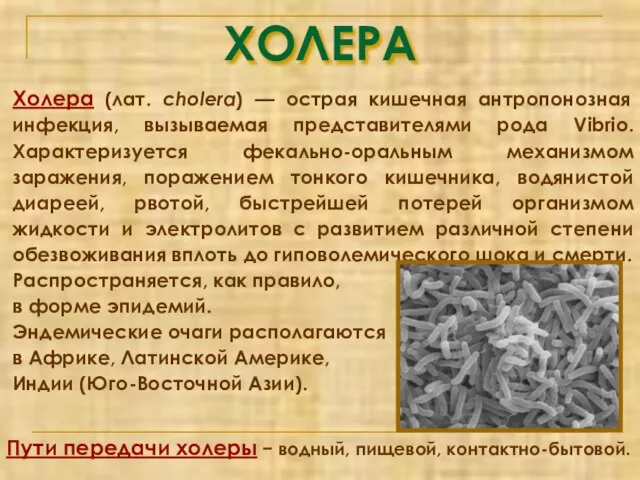 ХОЛЕРА Холера (лат. cholera) — острая кишечная антропонозная инфекция, вызываемая представителями