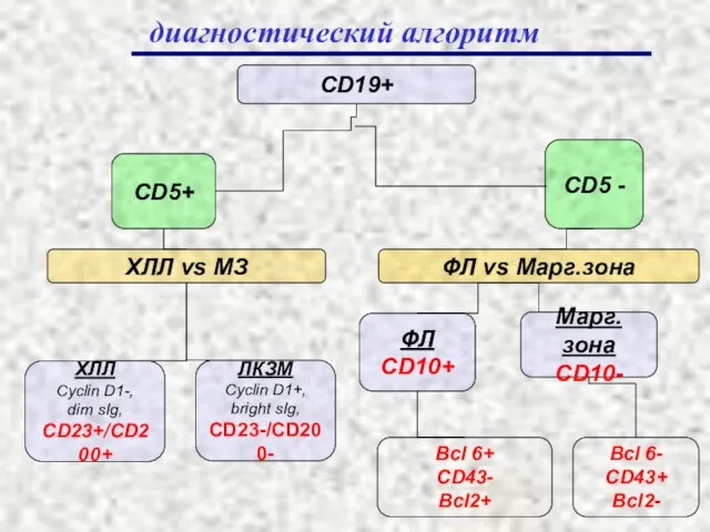 ХЛЛ Cyclin D1-, dim sIg, CD23+/CD200+ ХЛЛ vs МЗ ЛКЗМ Cyclin