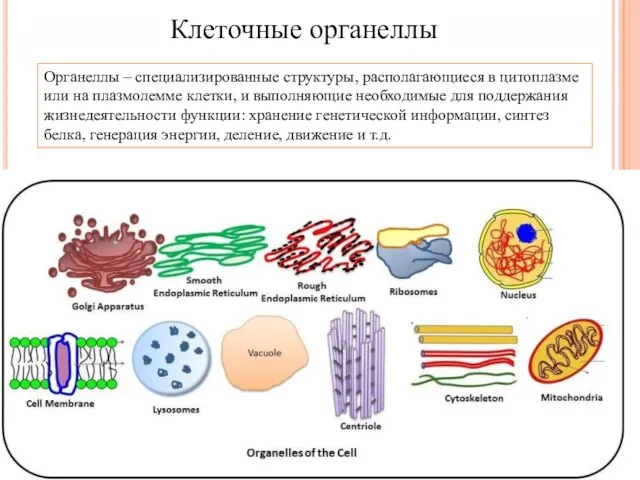 Клеточные органеллы Органеллы – специализированные структуры, располагающиеся в цитоплазме или на