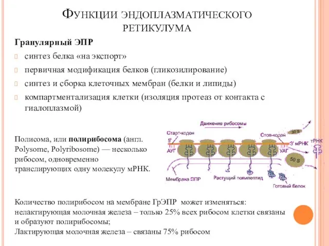 Функции эндоплазматического ретикулума Гранулярный ЭПР синтез белка «на экспорт» первичная модификация