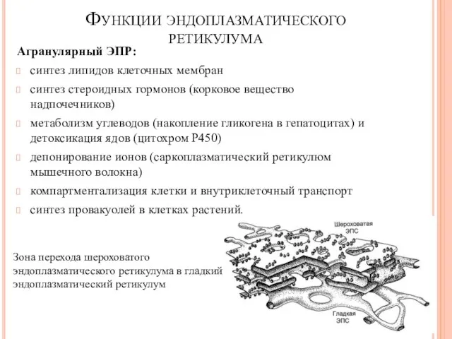 Функции эндоплазматического ретикулума Агранулярный ЭПР: синтез липидов клеточных мембран синтез стероидных