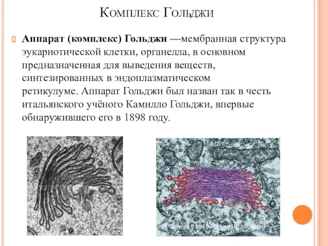 Аппарат (комплекс) Гольджи —мембранная структура эукариотической клетки, органелла, в основном предназначенная