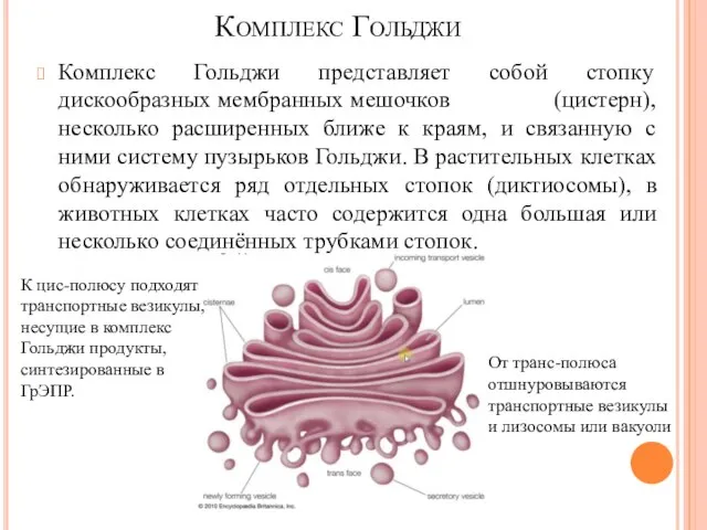 Комплекс Гольджи представляет собой стопку дискообразных мембранных мешочков (цистерн), несколько расширенных