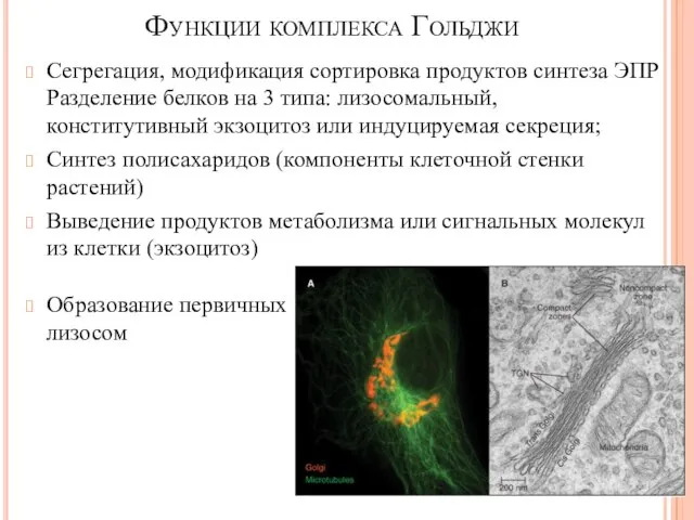 Сегрегация, модификация сортировка продуктов синтеза ЭПР Разделение белков на 3 типа: