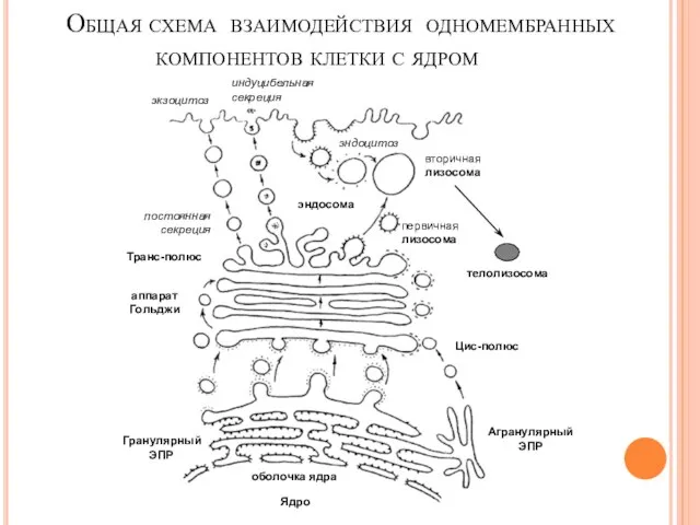 Общая схема взаимодействия одномембранных компонентов клетки с ядром