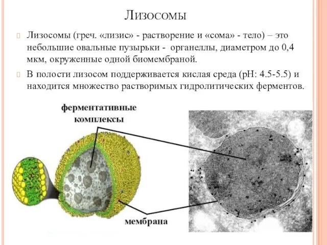 Лизосомы Лизосомы (греч. «лизис» - растворение и «сома» - тело) –