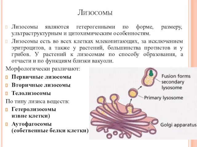 Лизосомы Лизосомы являются гетерогенными по форме, размеру, ультраструктурным и цитохимическим особенностям.