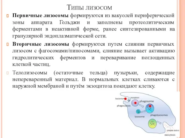 Первичные лизосомы формируются из вакуолей периферической зоны аппарата Гольджи и заполнены