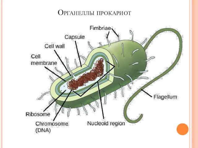 Органеллы прокариот