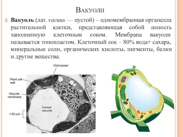 Вакуоли Вакуоль (лат. vacuus — пустой) – одномембранная органелла растительной клетки,