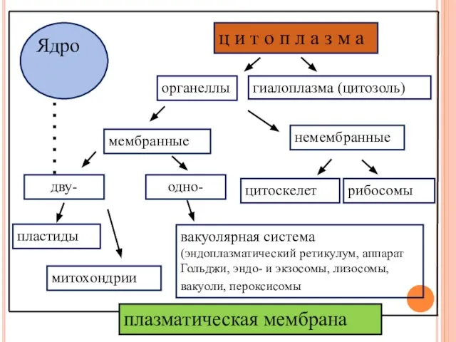 ц и т о п л а з м а пластиды