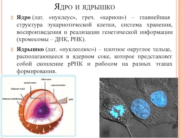 Ядро и ядрышко Ядро (лат. «нуклеус», греч. «карион») – главнейшая структура