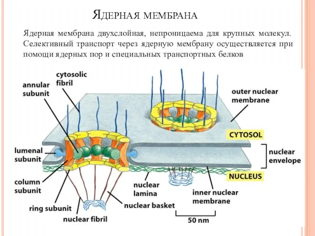 Ядерная мембрана Ядерная мембрана двухслойная, непроницаема для крупных молекул. Селективный транспорт