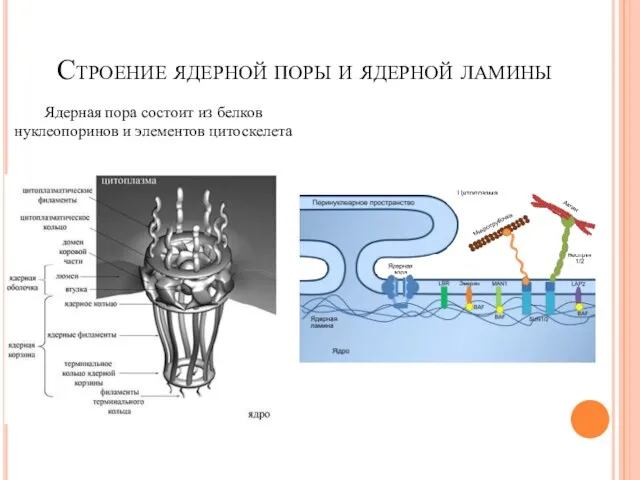 Строение ядерной поры и ядерной ламины Ядерная пора состоит из белков нуклеопоринов и элементов цитоскелета