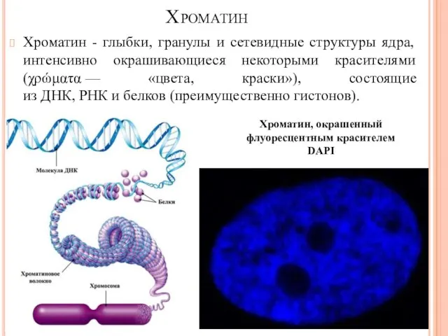 Хроматин Хроматин - глыбки, гранулы и сетевидные структуры ядра, интенсивно окрашивающиеся