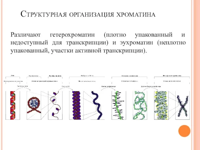 Структурная организация хроматина Различают гетерохроматин (плотно упакованный и недоступный для транскрипции)