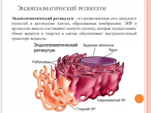 Эндоплазматический ретикулум Эндоплазматический ретикулум - это разветвленная сеть каналов и полостей