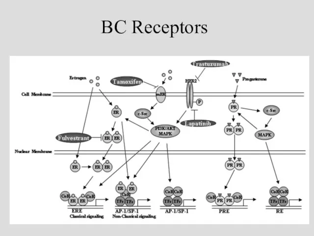 BC Receptors