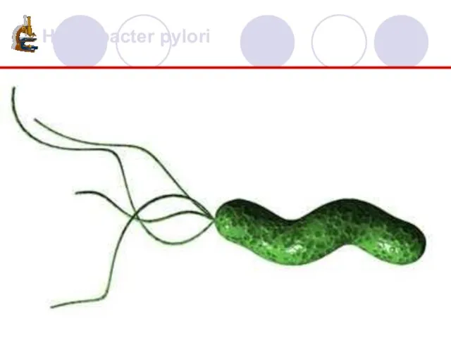 Helicobacter pylori