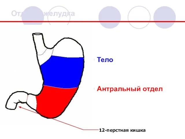 Отделы желудка Тело Антральный отдел 12-перстная кишка