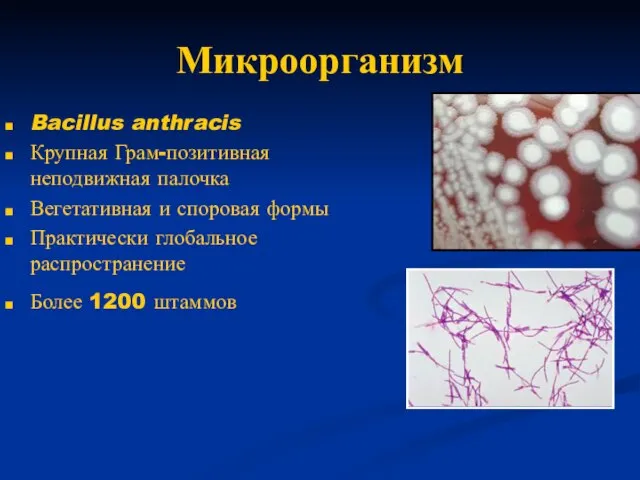 Микроорганизм Bacillus anthracis Крупная Грам-позитивная неподвижная палочка Вегетативная и споровая формы