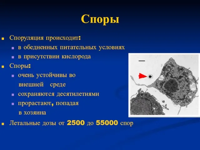 Споры Споруляция происходит: в обедненных питательных условиях в присутствии кислорода Споры: