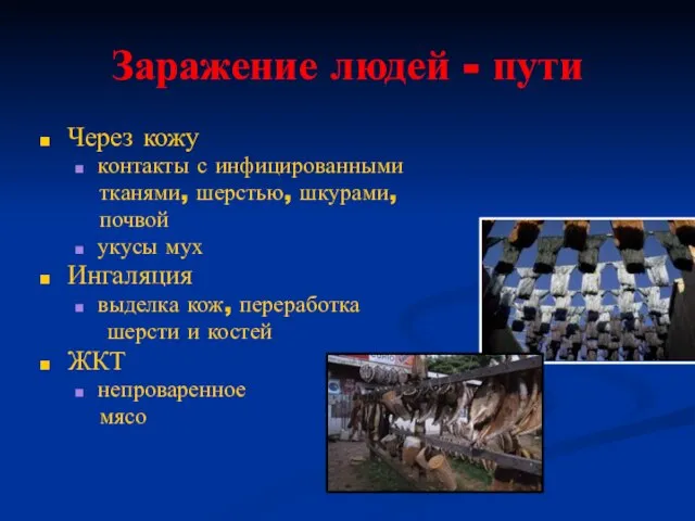 Заражение людей - пути Через кожу контакты с инфицированными тканями, шерстью,