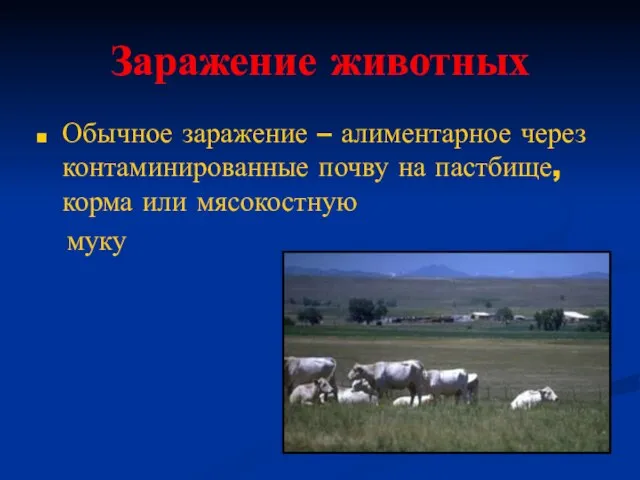 Заражение животных Обычное заражение – алиментарное через контаминированные почву на пастбище, корма или мясокостную муку