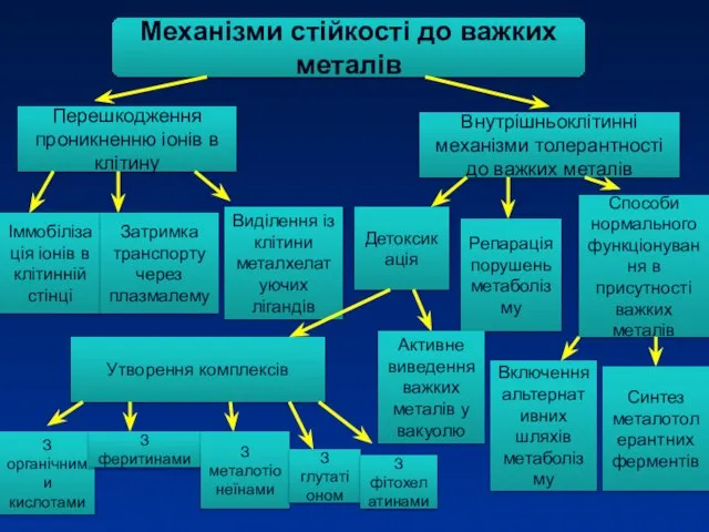 Механізми стійкості до важких металів Перешкодження проникненню іонів в клітину Внутрішньоклітинні