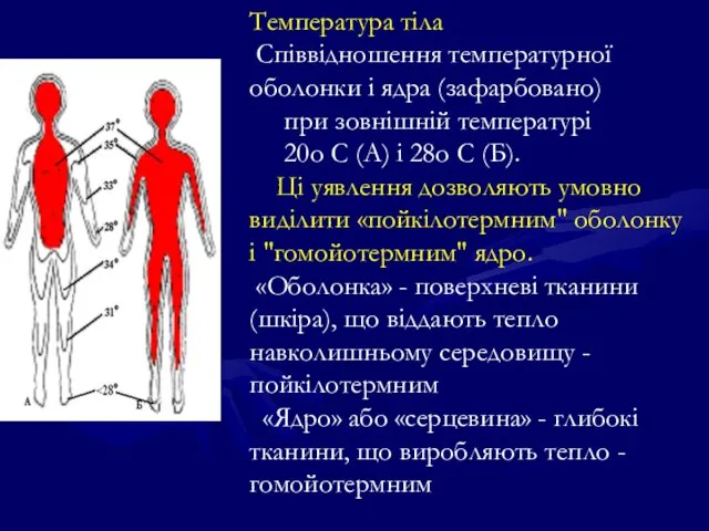 Температура тіла Співвідношення температурної оболонки і ядра (зафарбовано) при зовнішній температурі