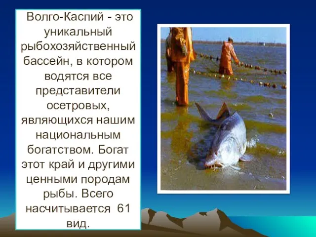 Волго-Каспий - это уникальный рыбохозяйственный бассейн, в котором водятся все представители